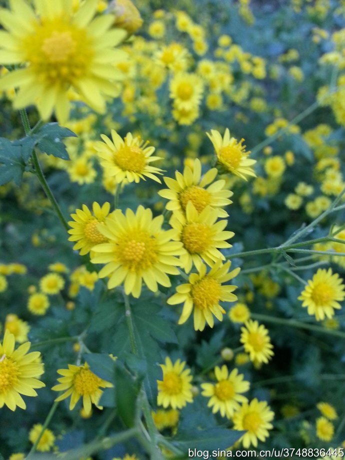 星空app官方网页_鼎力支持大学生方程式大赛 易车为年轻人圆梦(图2) 星空app官网