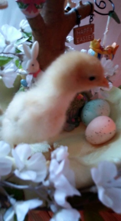 星空app官网:《绝地求生:大逃杀》白色制服套装交易起价过万(图3) 星空官方网站