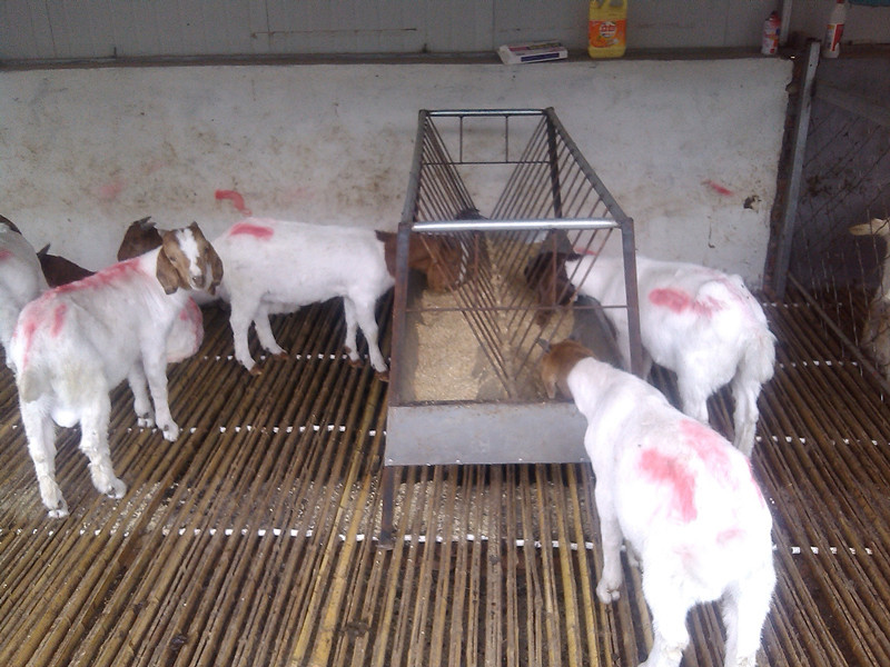 星空官方网站:WIIU游戏《乐高都市:卧底风云》2017年登陆PC平台(图1) 星空app官网