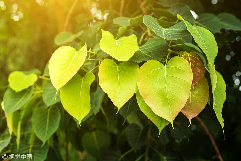 星空app官方网页