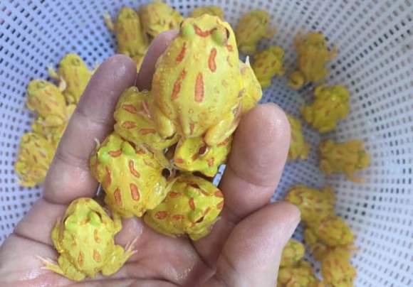 阻挡派“失踪”案水落石出 由西方国家计划 意图将白俄逼入内战-星空app官网(图7) 星空app官方网页